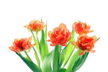 bunch of orange tulips isolated on white background