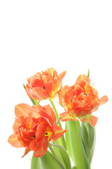 Fototapeta premium bunch of orange tulips isolated on white background