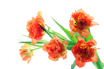 Obraz premium bunch of orange tulips isolated on white background
