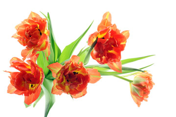 bunch of orange tulips isolated on white background