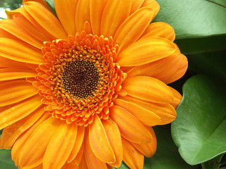 gerbera orange