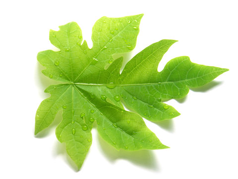 feuille de papayer