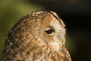 Fototapeta premium Tawny Owl