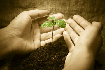 Female hands protecting a new green life. 