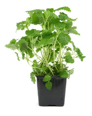 lemon balm on white background, 