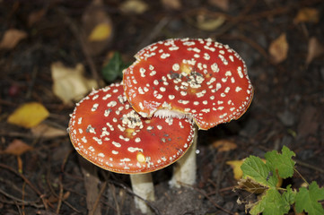 Toadstools