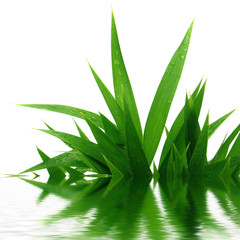 Obraz premium reflets de feuilles