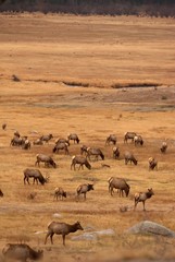 Elk grazing