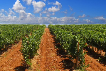 Green rows of a vineyard in Spain