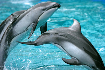 Naklejka premium jumping fish