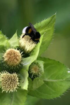 gadfly