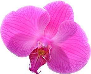 Fototapeta na wymiar perle d'orchidée