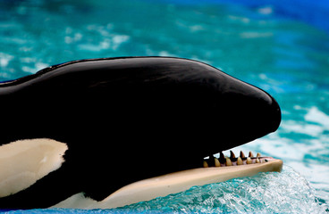 TEETH OF A WHALE © PICTURETIME