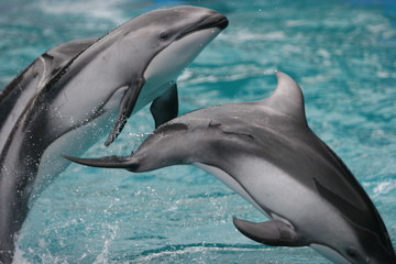 JUMPING DOLPHINS