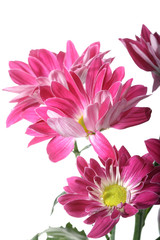 beautiful pink spring flower close-up