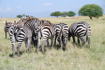 zebra in un parco etiopico