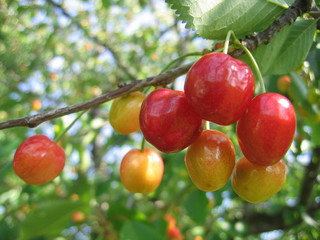 Cherry sweet on the tree