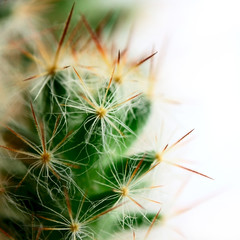 small mamillaria cactus with big spines macro shoot