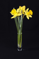 Drei Narzissen