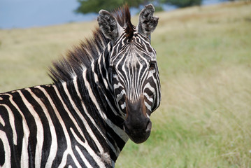 Fototapeta na wymiar Zebra w parku w Etiopii