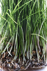 Fototapeta premium grass seedlings