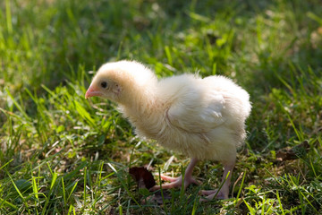 Easter chicks