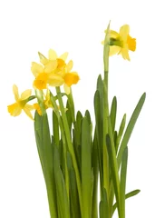 Foto op Plexiglas Yellow daffodils on white © Simone van den Berg