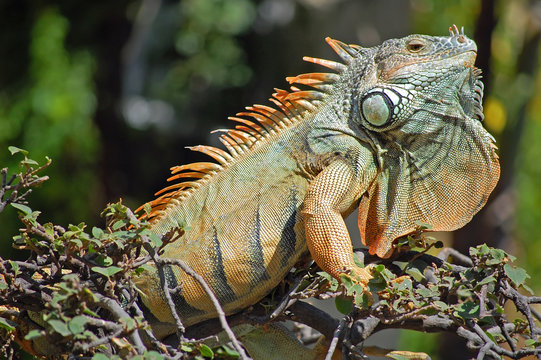 Green iguana at attention during mating season in Mexico.