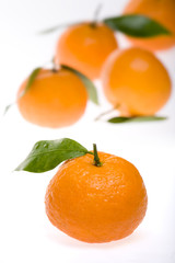 Tangerines on white back ground