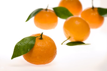 Tangerines on white back ground