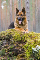 Germany Sheep-dog