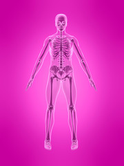 röntgenbild menschliches skelett