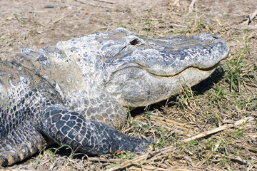 Resting Alligator