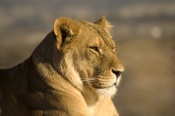 A portrait of a proud lioness in profile.