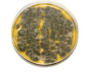 fungi