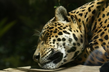 JAGUAR