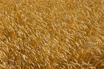 wheat field
