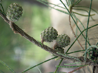 casuarina équisetifolia