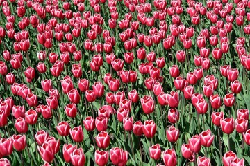 Tulip Garden