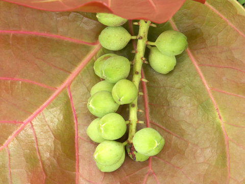 fruit du raisinier-du-bord-de-mer