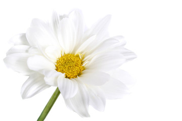 Flowers of a Camomile on white background