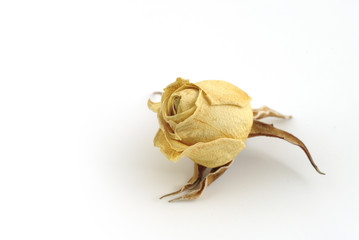 Dried rose bud on a white background