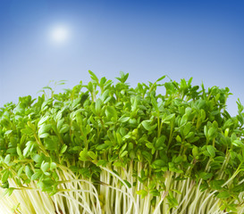 Fototapeta premium Field on a background of the blue sky