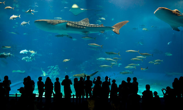 World's largest acrylic aquarium