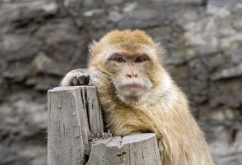 Portrait of barbary macaque - Macaca Sylvanus