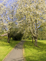 Obraz premium A park in the season of spring.