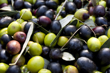 Raw olives straight out of the tree