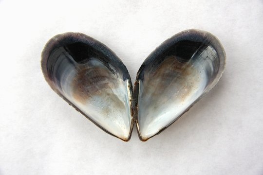 Coquille de moule