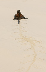 marine iguana in the beach