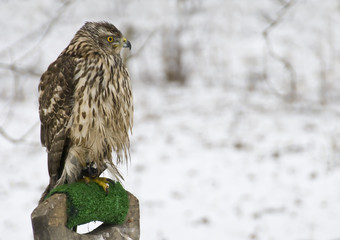 Buzzard in snow